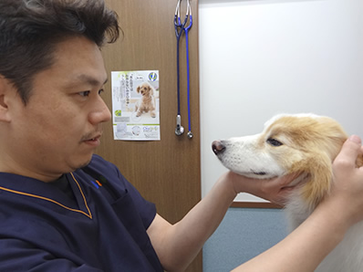 目の健康維持、ペットの目のサプリ「毎日愛眼　ブルーベリー＆ルテイン」の獣医師インタビュー